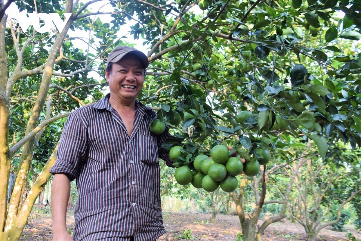 Đồng bào Cơ Tu Quảng Nam thoát nghèo từ mô hình trồng cây ăn quả